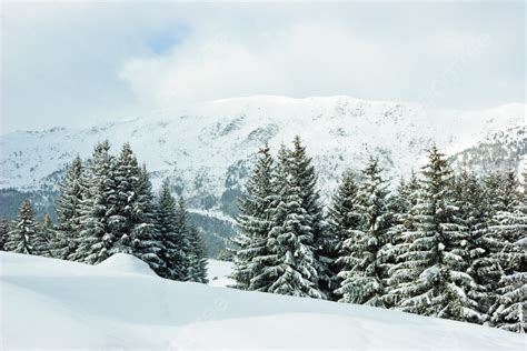 Fir Trees On Winter Mountain Green Light Wilderness Photo Background
