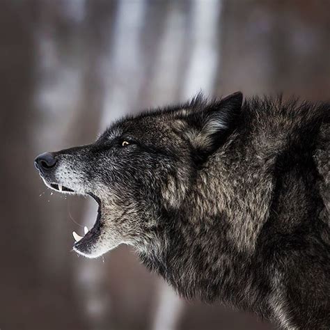 Black Timber Wolf Howling Promise Ill Start Posting Other Animals