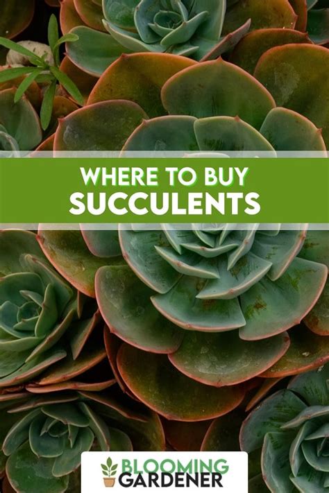 Finding places to buy bitcoin (btc) in the uk with a credit card at decent rates used to be difficult. Succulents for sale: 9 BEST places Where to Buy colorful ...