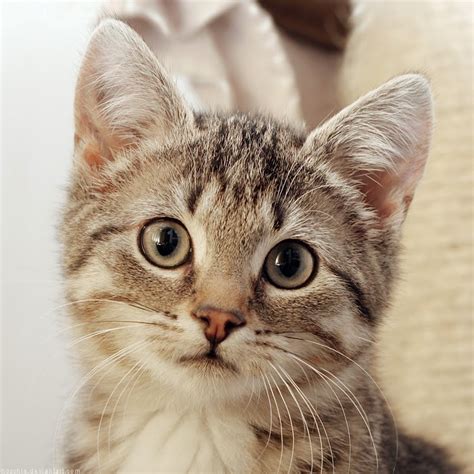 Bayi imut dengan lidah, imut, sayang, wallpaper hd. 150 Gambar Kucing Lucu dan Imut (Anggora, Persia, Maine ...