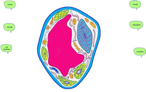 Animal cell picture with labels. Animal Cell Diagram Without Labels - ClipArt Best