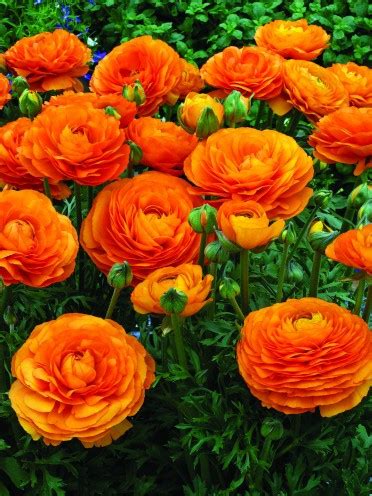 Choose from our variety of combinations with fresh cakes teddies and chocolates to please your wife friend family. Buy Ranunculus Orange Color Flower Bulbs (Pack of 6 Bulbs ...