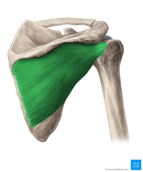 Infraspinatus Origin Insertion Innervation Function Kenhub