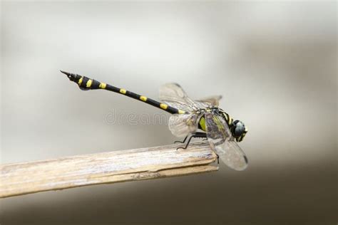 Black And Yellow Colored Dragonfly Stock Photo Image Of Isolated