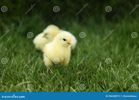 Cute Fluffy Baby Chickens On Green Grass Outdoors Farm Animals Stock