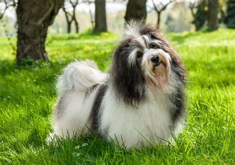 Havanese Ultimate Guide Pictures Characteristics And Facts Animals