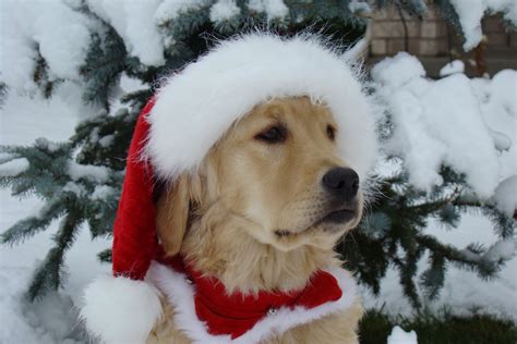Briehere Comes Santa Paws Golden Retriever Christmas Dogs Golden
