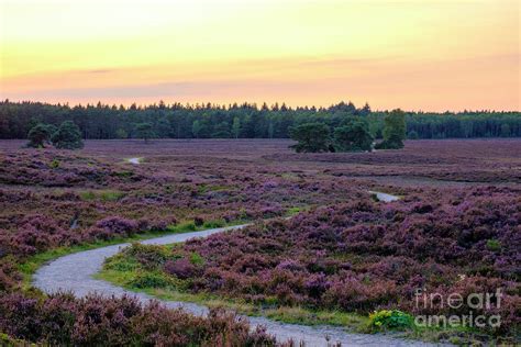 Blooming Heather Plants In Heathland Landscape During Sunset In