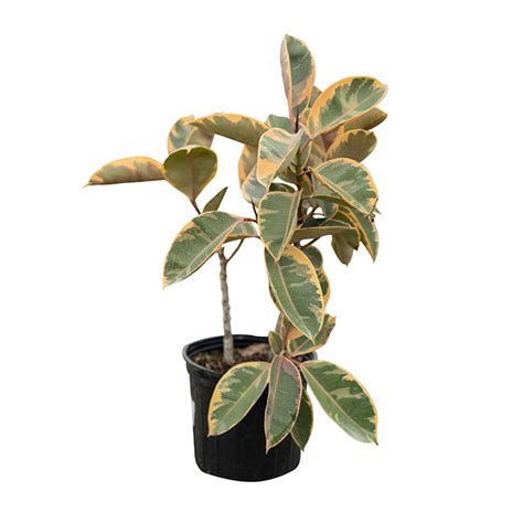 Infrequently, only when soil is dry 1.5 to 2 inches below the surface temperature range: Buy Ficus elastica 'Tineke', Rubber Plant, Indian Rubber ...