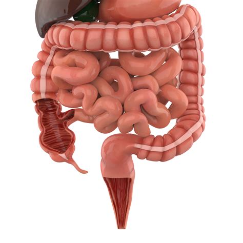 Digestive System Liver Stomach Intestine Gallbladder Esophagus D Model