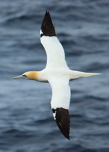 They drop quickly on mammals, birds, reptiles, taking them with their talons, then returning to a perch to consume the catch. Australasian Gannet (Morus serrator or Sula bassana, also ...