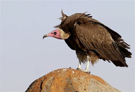 Incredible Compilation Of Over 999 Vulture Images In Stunning Full 4k Resolution