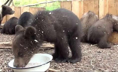 Daily Cute Feeding Time For Orphaned Bear Cubs Bear Cubs Bear