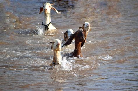 Can Goats Swim And Do They Like Water Important Care Facts Pet Keen