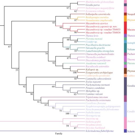 Phylogenetic Tree Obtained By ML Analysis Based On COI Gene Sequences Download Scientific