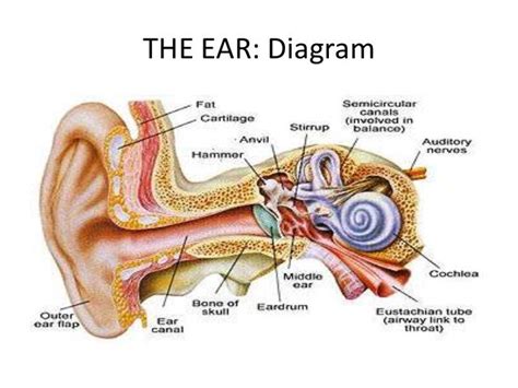 Behind The Ear Anatomy