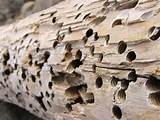 Dedicated Termite Exterminators Pictures