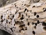 Termite Symptoms Photos