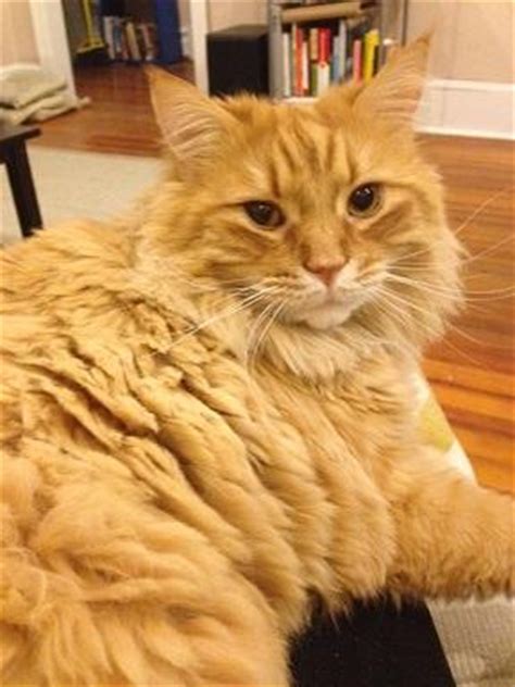 Maine coon cats for sale in maryland. Adopt Johnny a Maine Coon, Tabby - Orange | Orange Male ...