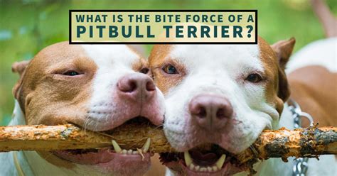 Pit Bull Bite Force What Is The Bite Force Of A Pitbull Terrier