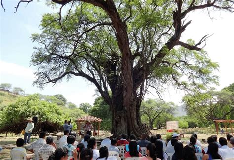 Abunda en las regiones mediterráneas, y es un árbol perenne que puede crecer hasta 10 metros de altura. El Algarrobo Rey: otro de los atractivos naturales de Piura