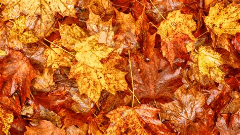 Rural Life Dead Ends Autumn Leaves Peepers Writers Philosophers
