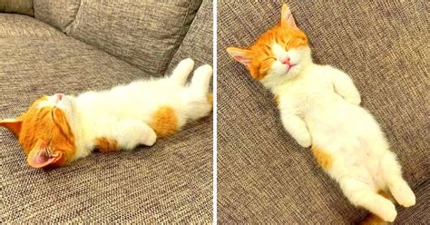Adorable Kitten Sleeps On His Back Like A Human He Wont Have It Any Other Way I Love My Dog