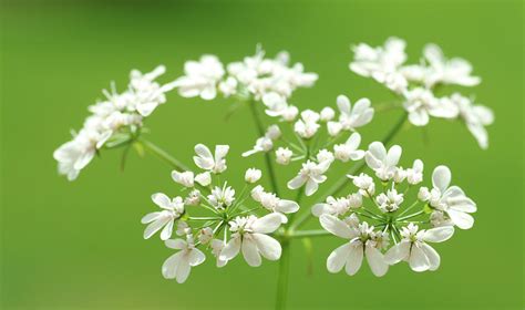 Coriander Flowers Coriandrum Sativum Photograph By Bildagentur Online