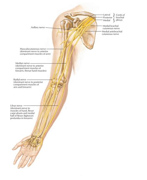 Ulnar Nerve – Anatomy, Course, Motor, Sensory and Clinical Significance