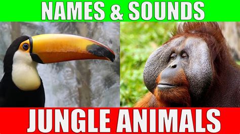 Jungle Animals Names And Sounds For Kids To Learn Jungle Animals