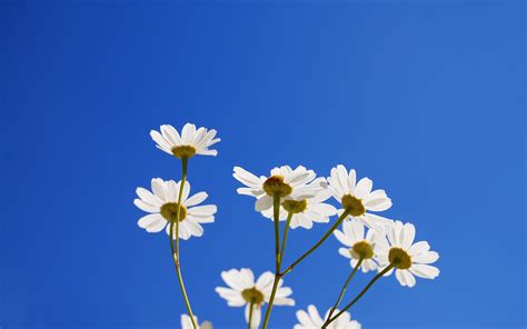 Flower In Blue Sky Wallpapers Driverlayer Search Engine