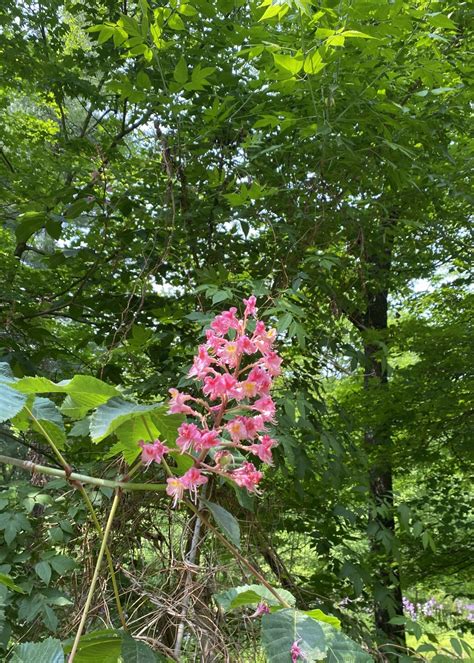 Aesculus X Carnea Briotii Horsechestnut Red Briotii 5 Behmerwald