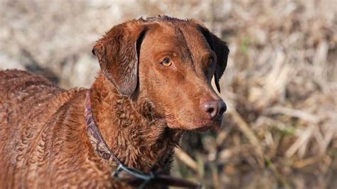 All puppies are currently reserved. Chesapeake Bay Retriever - Information, Characteristics ...