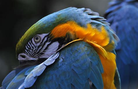 Macaw Sleeping Free Stock Photo Public Domain Pictures