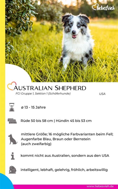 Australian Shepherd Steckbrief Haltung Charakter Und Training