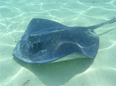 Everything To Know About Stingrays In The Florida Keys