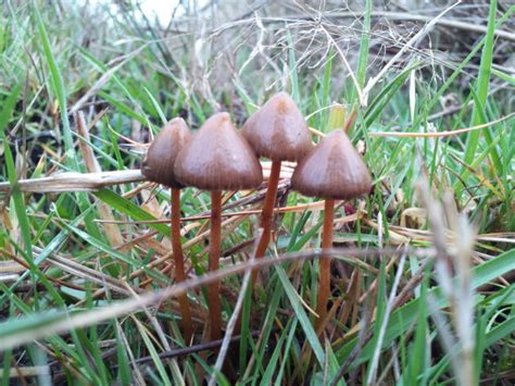 Oregon Liberty Caps Mushroom Hunting And Identification