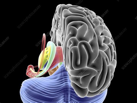 Has been added to your cart. Brain section, artwork - Stock Image - F010/6706 - Science ...