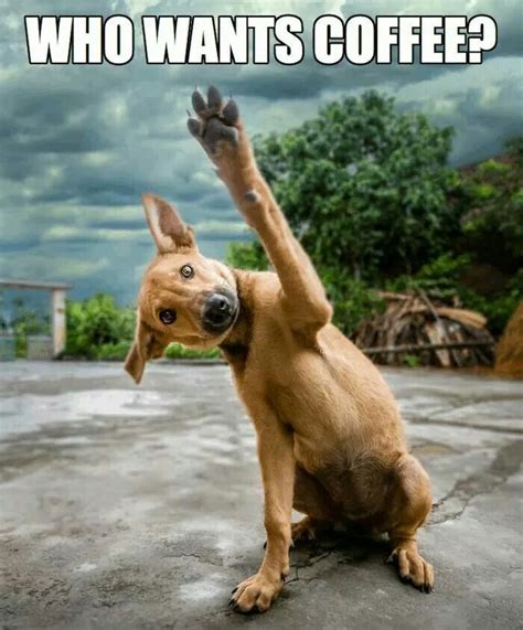 Then this collection of humorous and witty ways to say good morning is for you! Funny Morning Coffee Quotes With Animals. QuotesGram
