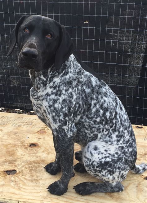 All Black German Shorthaired Pointer Dopi