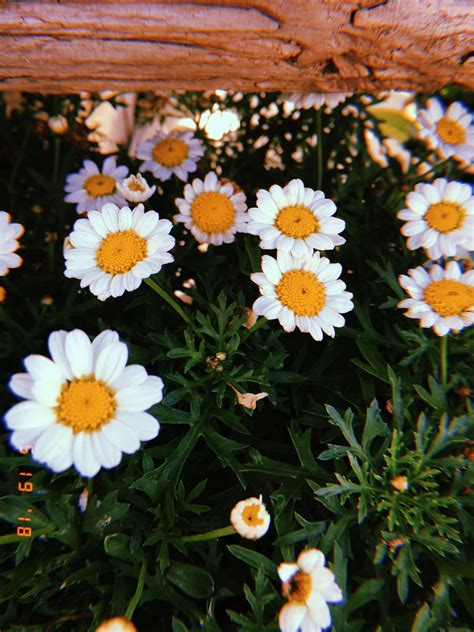 May Flowers Yellow White Flowers Aesthetic