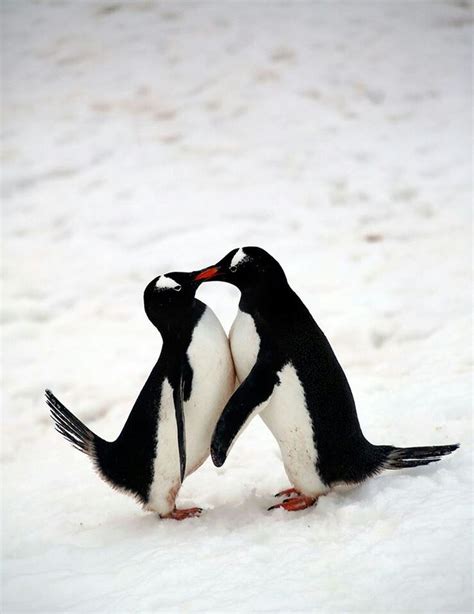 1000 Images About Cute Penguin Pics On Pinterest Kindergarten Rocks