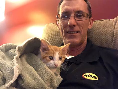 ‘miracle Kitten Survives 30 Mile Journey Lodged In Frame Of Car Jersey Evening Post