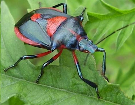 Florida Predatory Stink Bug Euthyrhynchus Floridanus Bugguidenet