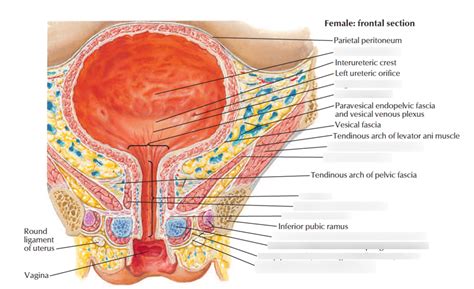 Genitourinary System Female Diagram Quizlet