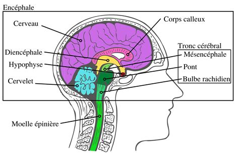 Anatomie Du Cerveau Humain Speechneurolab