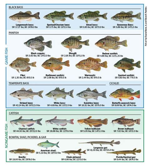 Freshwater Fish Of Florida Florida Freshwater Fishing Regulations