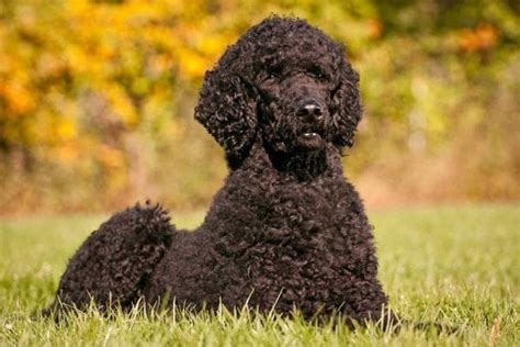 8 Cute Curly Haired Dog Breeds The Most Popular Dogs Pets Feed