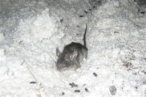 Noises in the Attic - Knocking or Scratching Sounds at Night