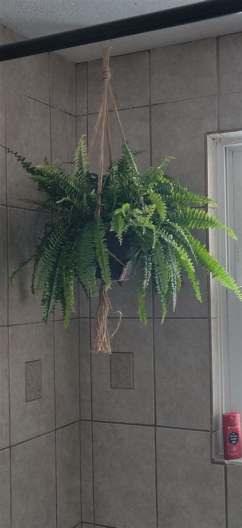 Shower Fern Houseplants Potted Ferns Hanging Planters Indoor